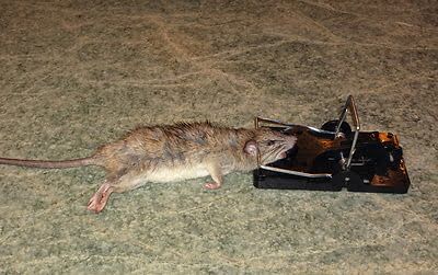 mouse trapping